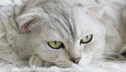 开云官网-山东男篮惊险获胜，晋级夺冠，山东男篮惊险获胜,晋级夺冠视频